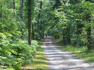 Fahrradweg im Dünenwald