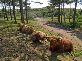 Appartamento per vacanze Egmond aan Zee Ambiente 27