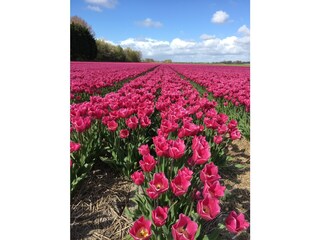 Vakantieappartement Egmond aan Zee Omgeving 18