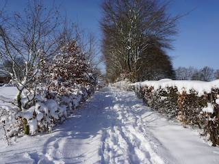 Winterwanderung in der Eifel Heckenlandschaft