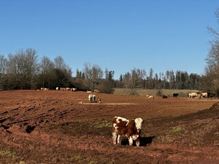 Villa Rudnik Environment 64