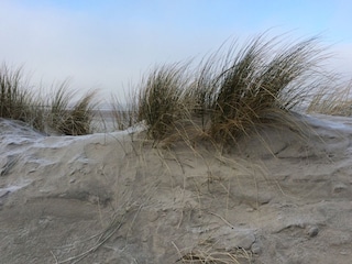 Dünenlandschaft