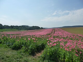 Holiday apartment Eschwege Environment 25