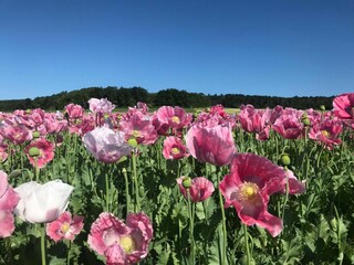 Mohnfelder in Grandenborn