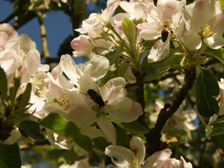 Apfelblüte im Mai