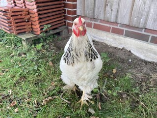 Appartement de vacances Tossens Enregistrement extérieur 10