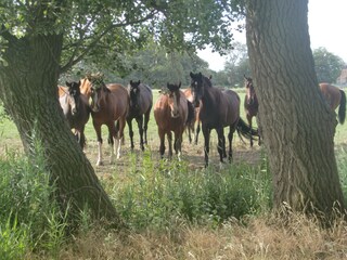 Appartamento per vacanze Tossens Ambiente 25