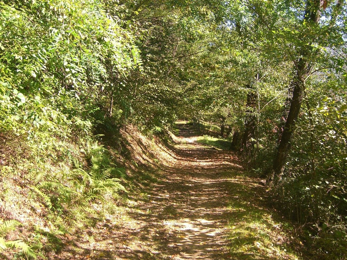 Wanderweg Kastanienwald