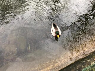 Chalet Rochefort Environnement 35