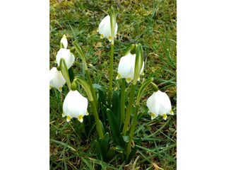 es ist fast Frühling, die Märzbecher sind da