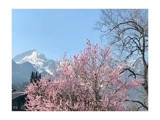 Frühling FLORA  Blick Alpspitze