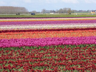 Casa per le vacanze Callantsoog Ambiente 19