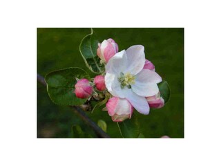 Appartamento per vacanze Lana Registrazione all'aperto 16