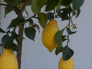 Appartamento per vacanze Lana Registrazione all'aperto 17