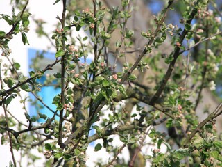 Apfelblüte