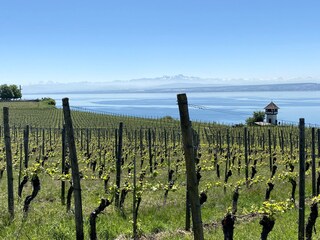 Weinberge am See mit Blick zum Säntis