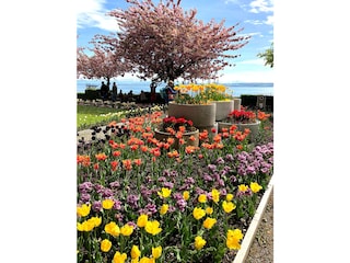 Frühling am Bodensee