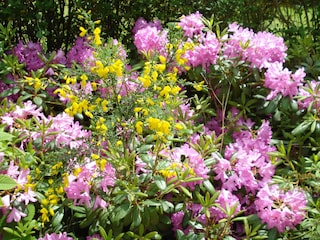 Blumen im Garten