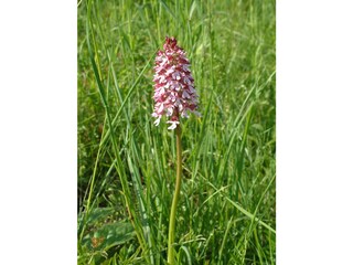 Naturschutzgebiet Wolferskopf mit Orchideenwiesen