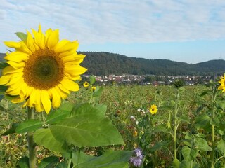 Sommerimpressionen