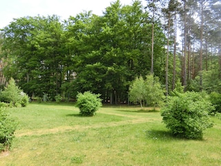 Waldblick Küstenwald