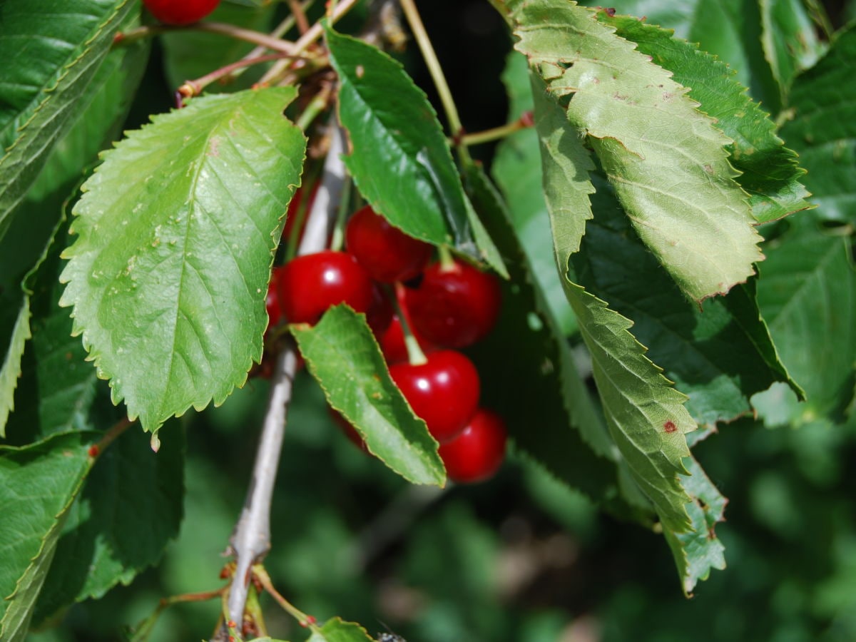 Obst in Garten