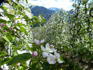 Appartamento per vacanze Goldrain Ambiente 20