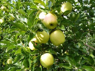 Appartamento per vacanze Goldrain Ambiente 21