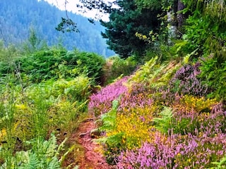 Maison de vacances Alpirsbach Environnement 39