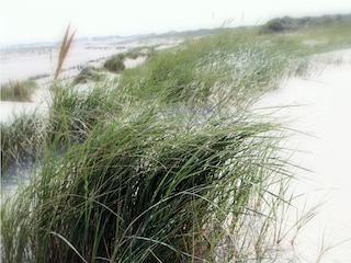 Ferienwohnung Norderney Umgebung 8