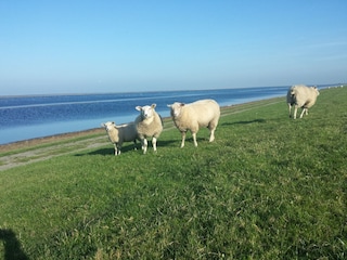 Unendliche Weite und Ruhe am Mandepolder