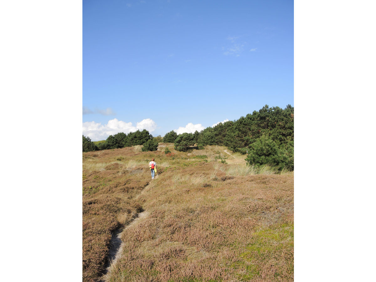 Spaziergang durch die Dünen- Heide Landschaft