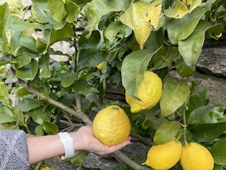 Finca Maccagno Buitenaudio-opname 5