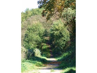 Forest path at the house