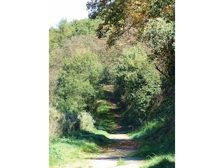 Waldweg beim Haus