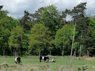 Galloway zwischen Ückeritz und Loddin