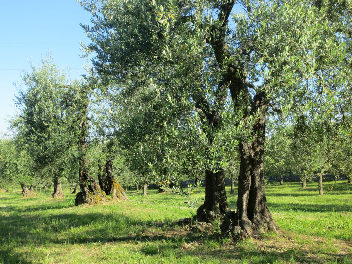 Ferienwohnung Montegabbione Umgebung 20