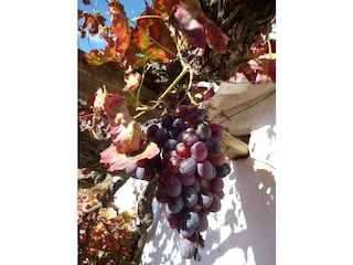 Vakantieappartement Torrox Costa Omgeving 49