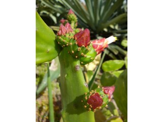 Appartamento per vacanze Torrox Costa Ambiente 47