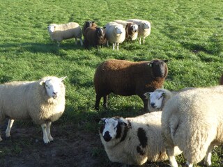 Casa per le vacanze Callantsoog Ambiente 16