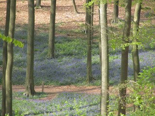 Vakantiehuisje Ellezelles Omgeving 28