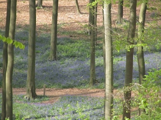 Vakantiehuisje Ellezelles Omgeving 38