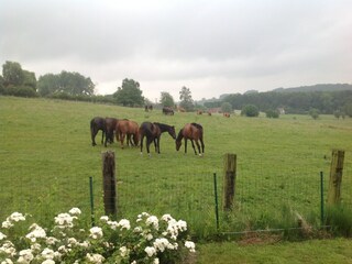 Casa de campo Ellezelles Entorno 31