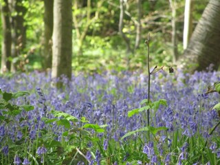Type de propriété : Chalet Ellezelles  40