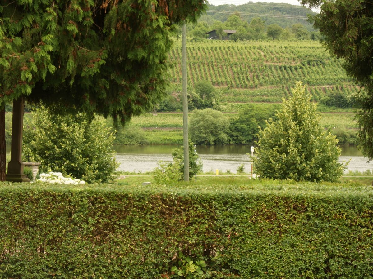 Blick auf die Mosel und Weinberge