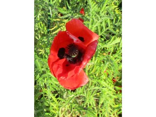 Blumenparadies mit Mohn, ...