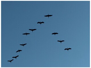 Kraniche über dem Bodden