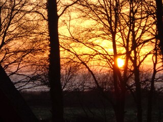 Abendstimmung im Darss-Wald