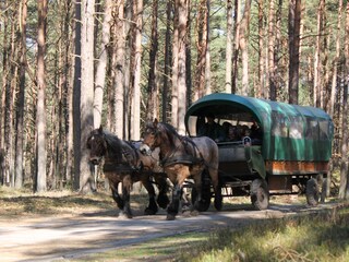 Kutschfahrt durch den Darss-Wald