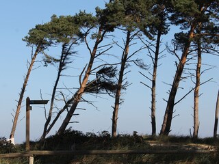 Windflüchter am Weststrand